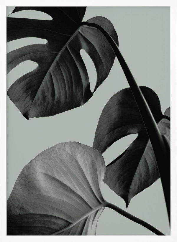 Tablou înramat „Monstera Teal 07” de Pictufy Studio III