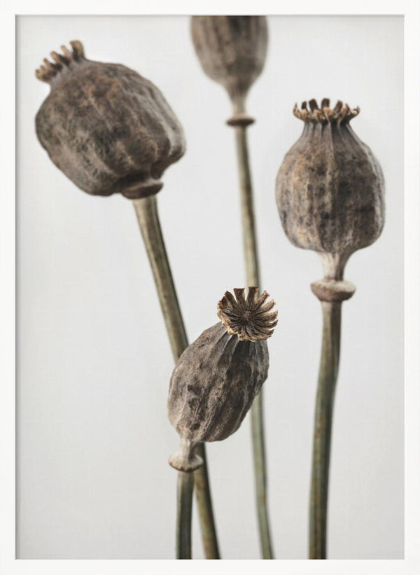 Tablou înramat „Dried_006” de Pictufy Studio III