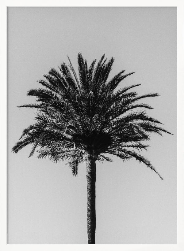 Tablou înramat „Palm_003” de Pictufy Studio III