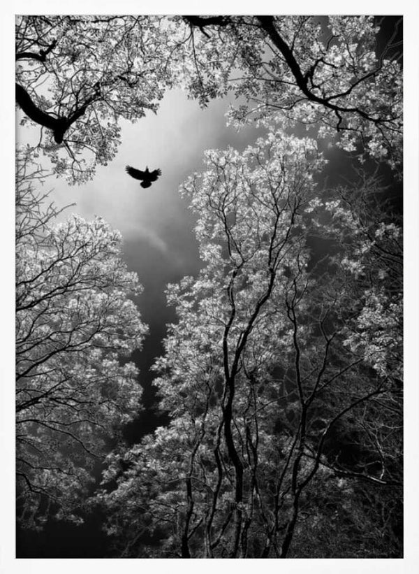 Tablou înramat „Flight” de Goran Stamenkovic