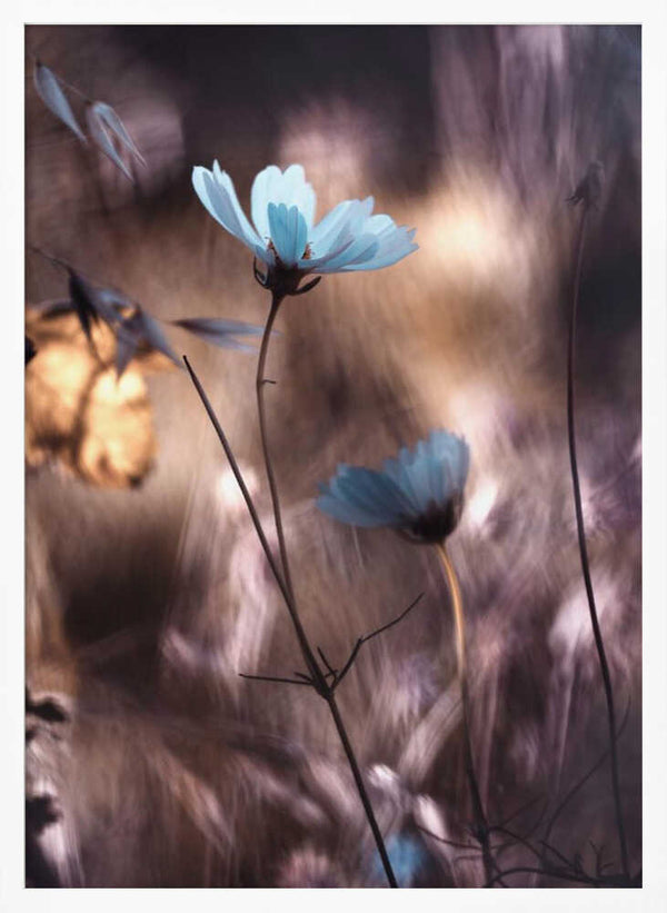 Tablou înramat „Lueur d'Automne” de Fabien BRAVIN