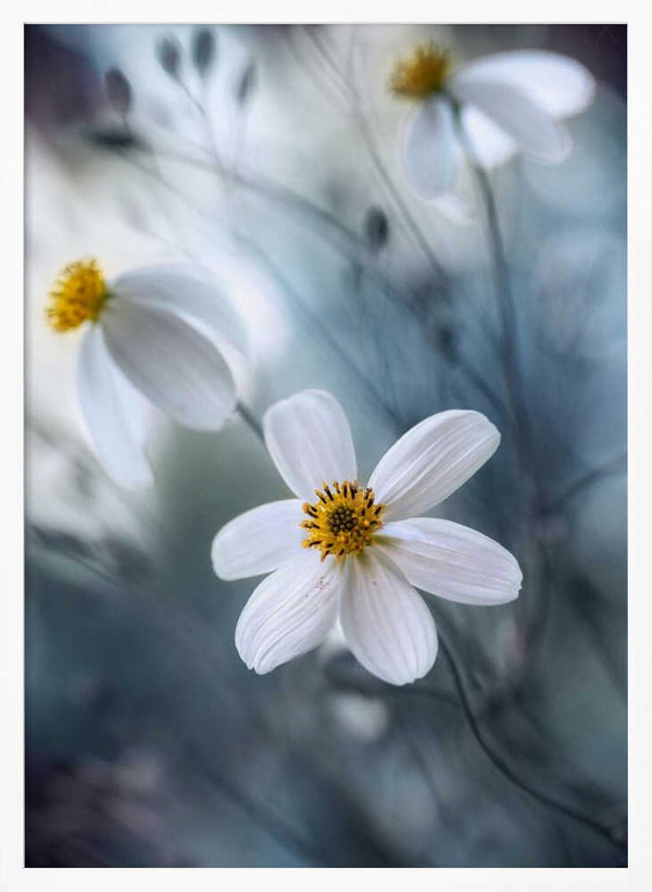 Tablou înramat „Cosmos” de Mandy Disher