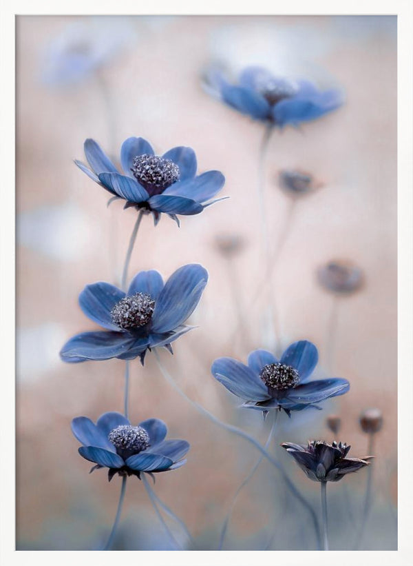 Tablou înramat „Cosmos blue” de Mandy Disher