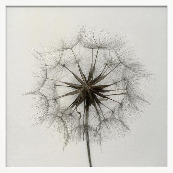 Tablou înramat „Tragopogon” de Lotte Grønkjær