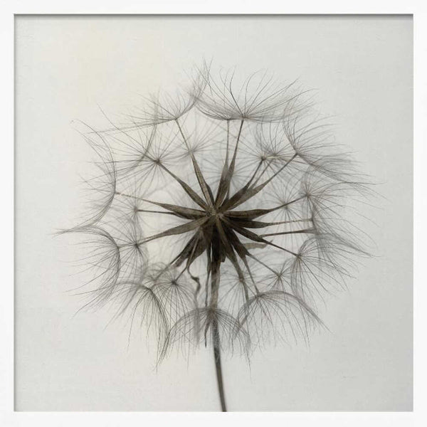 Tablou înramat „Tragopogon” de Lotte Grønkjær