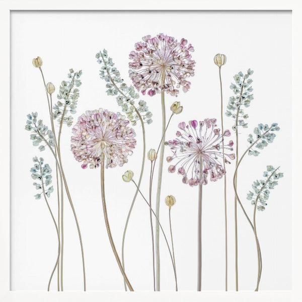 Tablou înramat „Allium” de Mandy Disher