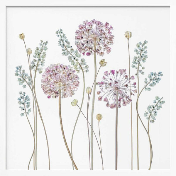 Tablou înramat „Allium” de Mandy Disher