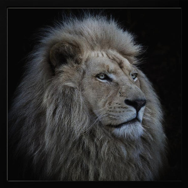 Tablou înramat „Proud Lion” de Louise Wolbers