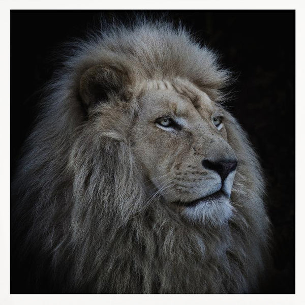 Tablou înramat „Proud Lion” de Louise Wolbers