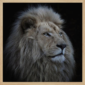 Tablou înramat „Proud Lion” de Louise Wolbers