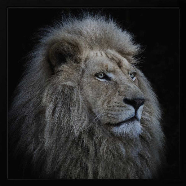 Tablou înramat „Proud Lion” de Louise Wolbers