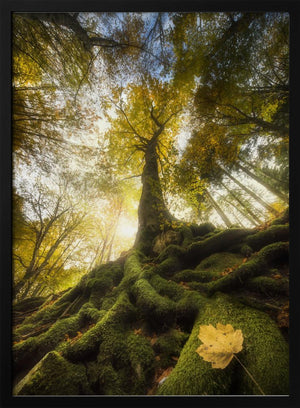 Tablou înramat „The goodbye of a leaf” de Alberto Ghizzi Panizza