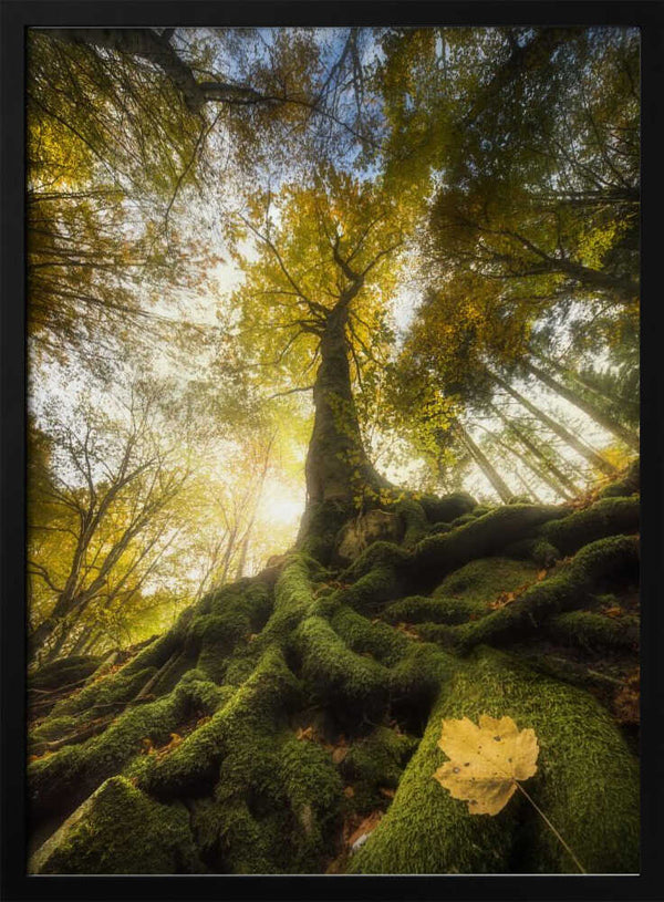 Tablou înramat „The goodbye of a leaf” de Alberto Ghizzi Panizza