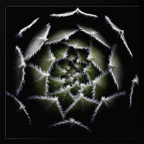 Tablou înramat „Sempervivum Rosette” de Victor Mozqueda