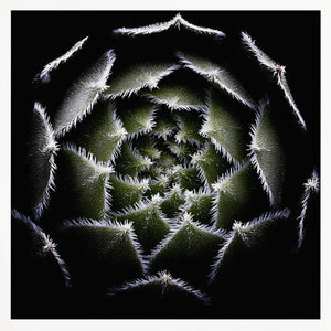 Tablou înramat „Sempervivum Rosette” de Victor Mozqueda
