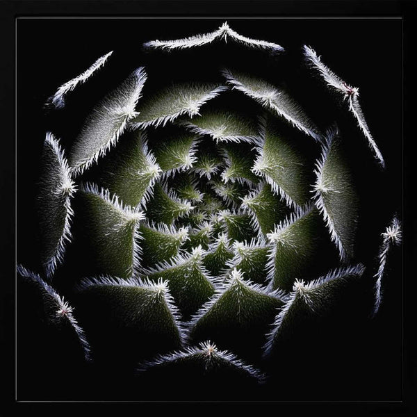Tablou înramat „Sempervivum Rosette” de Victor Mozqueda