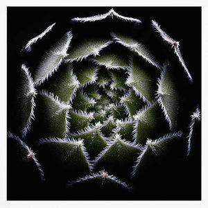 Tablou înramat „Sempervivum Rosette” de Victor Mozqueda