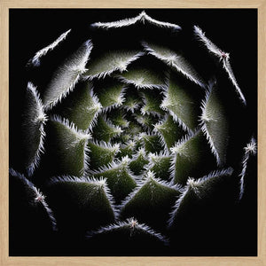 Tablou înramat „Sempervivum Rosette” de Victor Mozqueda