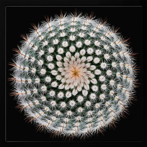 Tablou înramat „Notocactus scopa” de Victor Mozqueda