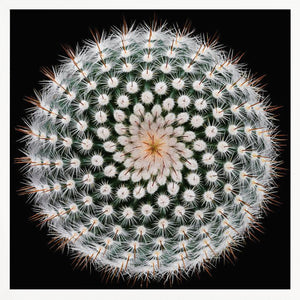 Tablou înramat „Notocactus scopa” de Victor Mozqueda