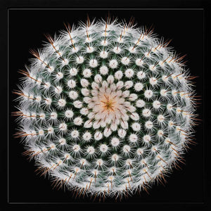 Tablou înramat „Notocactus scopa” de Victor Mozqueda