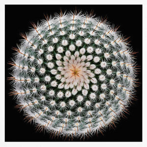 Tablou înramat „Notocactus scopa” de Victor Mozqueda