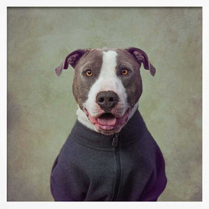 Tablou înramat „Major Good Boy” de Tammy Swarek