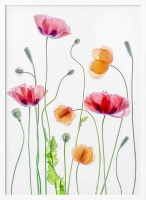 Tablou înramat „Poppies” de Mandy Disher