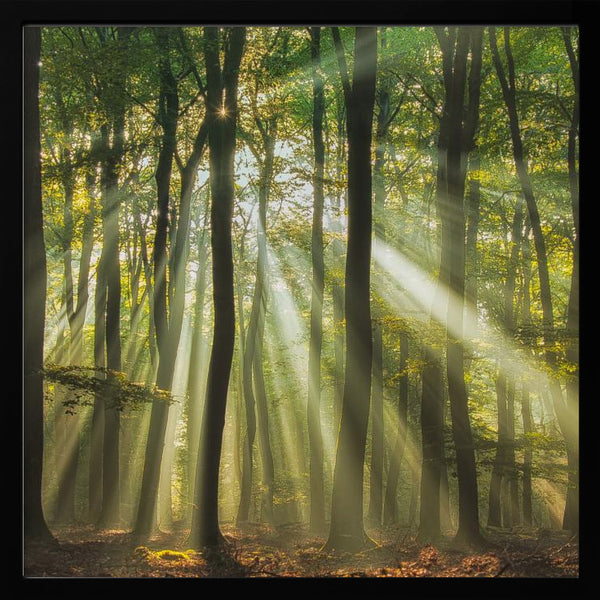 Tablou înramat „Sunny start to the day ........” de Piet Haaksma