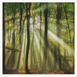 Tablou înramat „Sunny start to the day ........” de Piet Haaksma