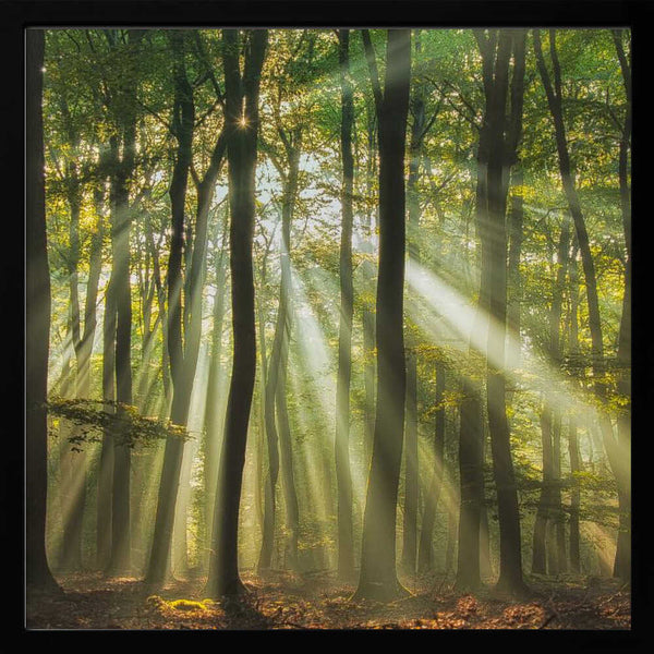 Tablou înramat „Sunny start to the day ........” de Piet Haaksma