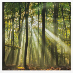 Tablou înramat „Sunny start to the day ........” de Piet Haaksma