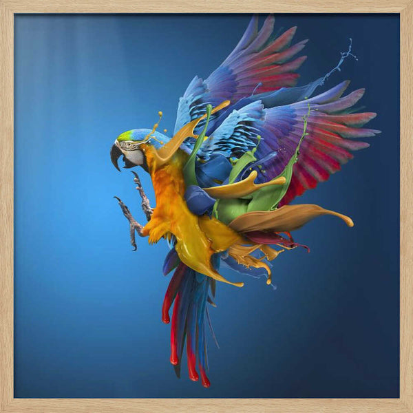 Tablou înramat „Flying Colours” de Sulaiman Almawash