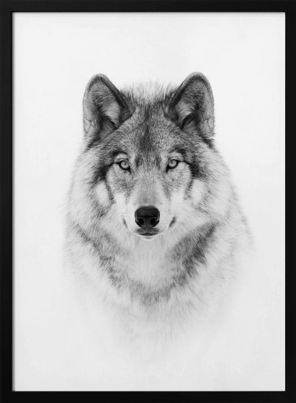Tablou înramat „Portrait of a Timber Wolf” de Jim Cumming