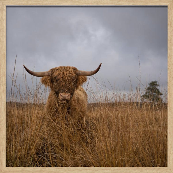 Tablou înramat „It wasn't me” de Gert van den Bosch