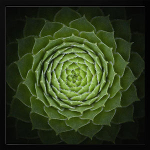 Tablou înramat „Succulent” de Victor Mozqueda