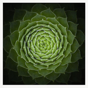 Tablou înramat „Succulent” de Victor Mozqueda