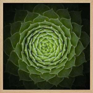 Tablou înramat „Succulent” de Victor Mozqueda