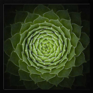 Tablou înramat „Succulent” de Victor Mozqueda