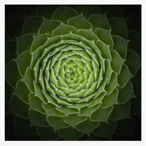 Tablou înramat „Succulent” de Victor Mozqueda
