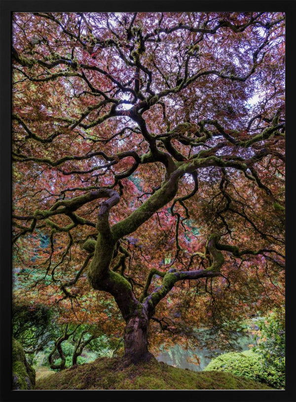 Tablou înramat „Japanese Maple Tree” de Mike Centioli