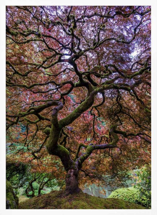 Tablou înramat „Japanese Maple Tree” de Mike Centioli