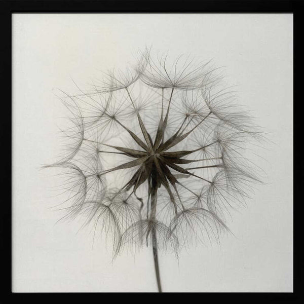 Tablou înramat „Tragopogon” de Lotte Grønkjær