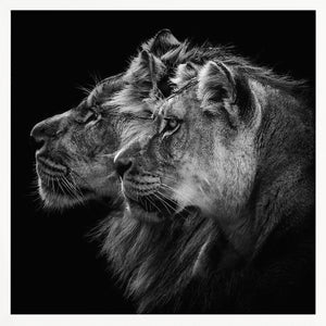 Tablou înramat „Lion and  lioness portrait” de Laurent Lothare Dambreville