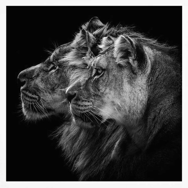 Tablou înramat „Lion and  lioness portrait” de Laurent Lothare Dambreville