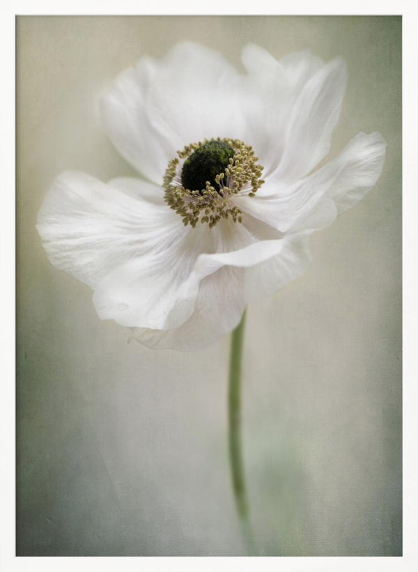 Tablou înramat „Single White” de Jacky Parker