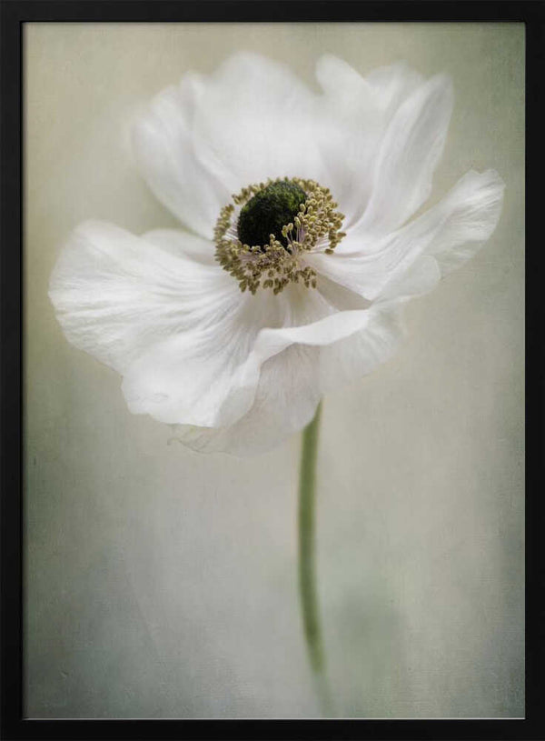 Tablou înramat „Single White” de Jacky Parker