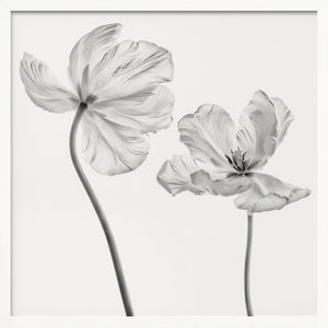 Tablou înramat „Same tulip : front- and backview” de Lotte Grønkjær