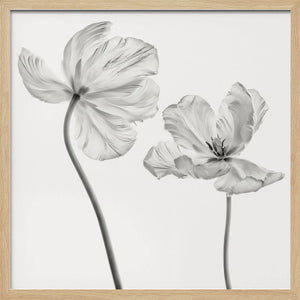 Tablou înramat „Same tulip : front- and backview” de Lotte Grønkjær