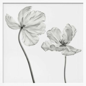 Tablou înramat „Same tulip : front- and backview” de Lotte Grønkjær